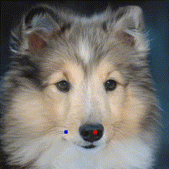 dog motion